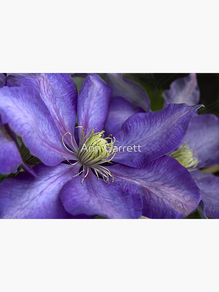 Discover Purple Clematis - Close-up - "Daniel Deronda" Premium Matte Vertical Poster