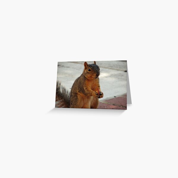 Squirrel Greeting Card