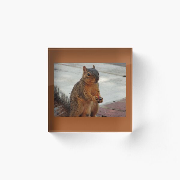 Squirrel Acrylic Block