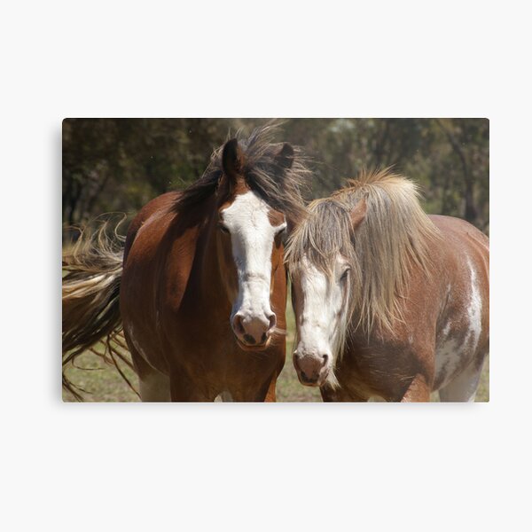 Clydes' Dale #2 Metal Print