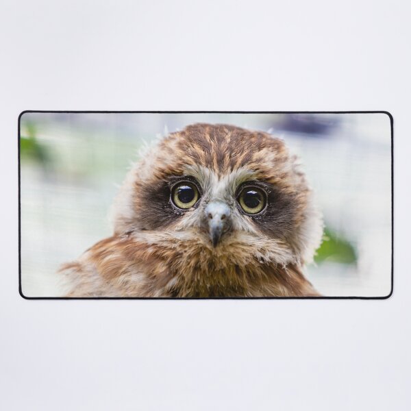 Item preview, Bilbo the Boobook owl designed and sold by Dalyndigital Photography.