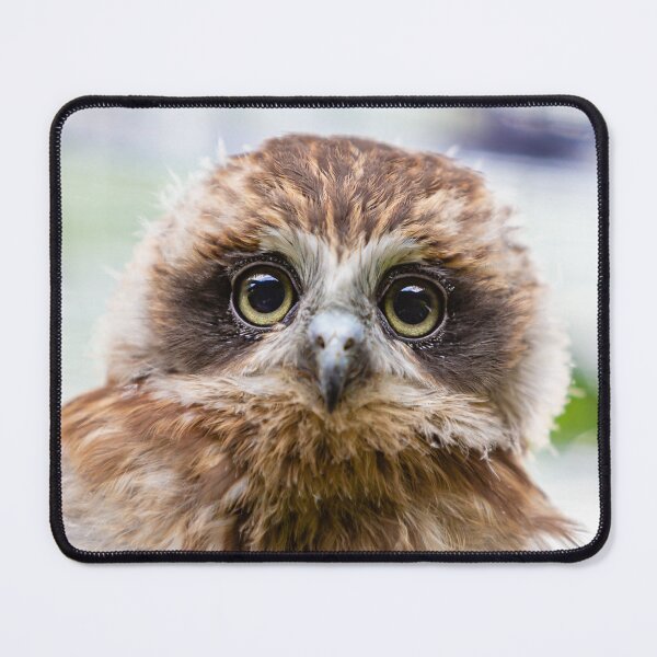 Item preview, Bilbo the Boobook owl designed and sold by Dalyndigital Photography.