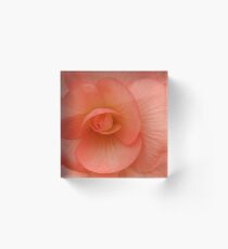 Begonia Festival 3 Acrylic Block