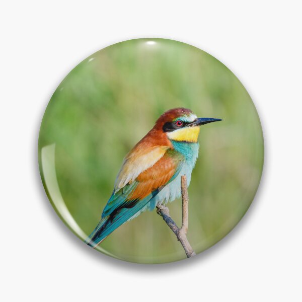 Item preview, European bee-eater (Merops apiaster) designed and sold by Graham Prentice.