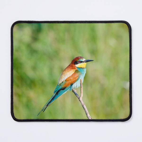 Item preview, European bee-eater (Merops apiaster) designed and sold by Graham Prentice.