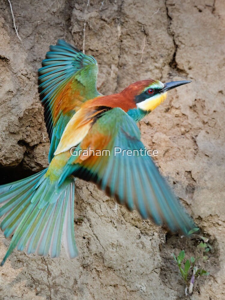 Thumbnail 4 of 4, iPhone Case, European bee-eater (Merops apiaster) designed and sold by GrahamPrentice.