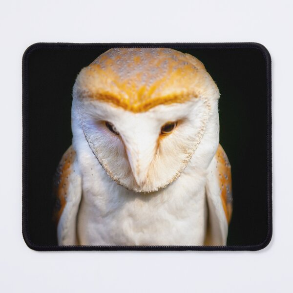 Item preview, Angelic looking Barn owl designed and sold by Dalyndigital Photography.