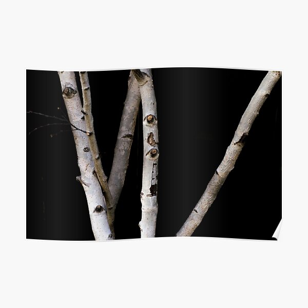 Beauty of Birch  Poster