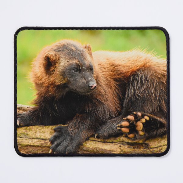 Item preview, Cute sitting wolverine designed and sold by cdkphotos.
