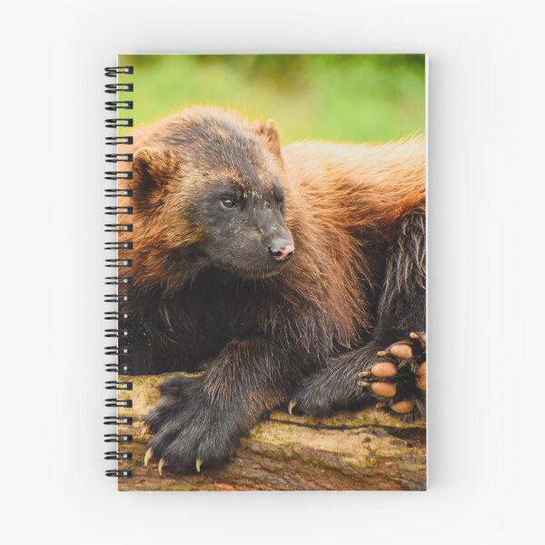 Item preview, Cute sitting wolverine designed and sold by cdkphotos.