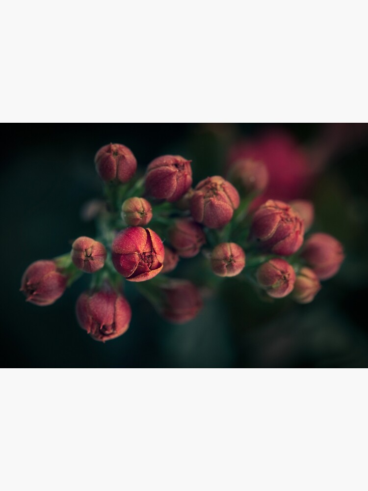 Thumbnail 3 of 3, Art Print, Flower Kalanchoe closed designed and sold by Bianca-Jansen.