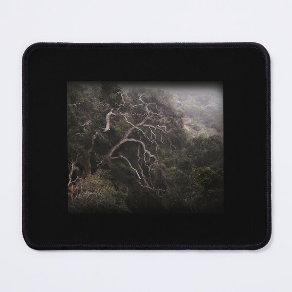 Item preview, The Old Oak Tree, Prisoners Harbor, Santa Cruz Island Classic . designed and sold by fronktcstoot.