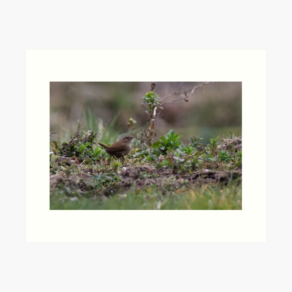 Item preview, Eurasian Wren designed and sold by Calidris Fotografie Steffi & Ben Köppler.