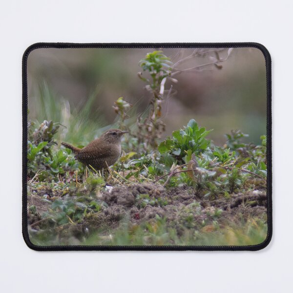 Item preview, Eurasian Wren designed and sold by Calidris Fotografie Steffi & Ben Köppler.