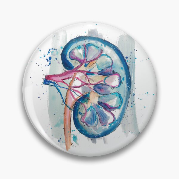 Item preview, kidney auqarelle, medical art, urology designed and sold by Dominique Couck.