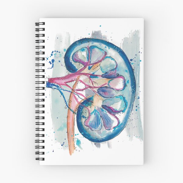 Item preview, kidney auqarelle, medical art, urology designed and sold by Dominique Couck.