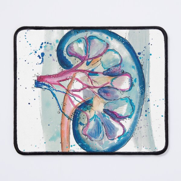 Item preview, kidney auqarelle, medical art, urology designed and sold by Dominique Couck.
