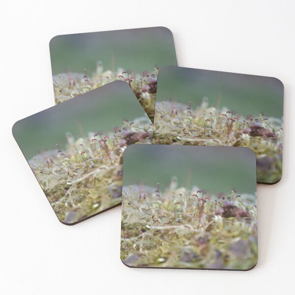 Item preview, Moss with Spore Capsules designed and sold by Calidris Fotografie Steffi & Ben Köppler.