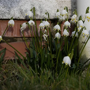 Artwork thumbnail, Spring Snowflakes by Calidris Fotografie Steffi & Ben Köppler