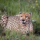 «Leopardo cazador.» de Lyn Darlington