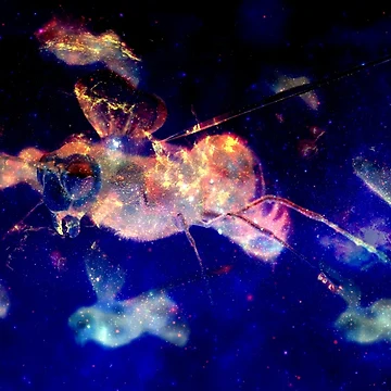 Artwork thumbnail, Night Riders by Space Traveller