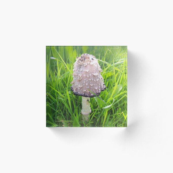 Item preview, Inkcap designed and sold by Becca Kirkpatrick.