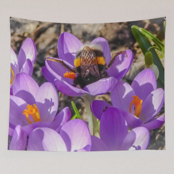 Item preview, Funny bumblebee stretches buttocks and legs up and looks for pollen in a purple crocus designed and sold by sopfanna.