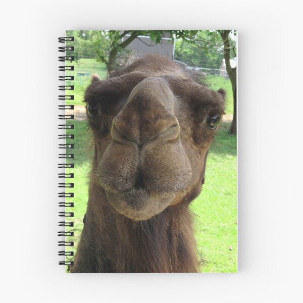 Item preview, Candid Camel Ship of the Desert Wisconsin Funny designed and sold by BGGretchen.