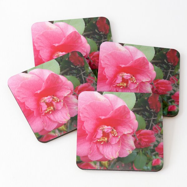 Item preview,   Blooming Deep Pink Camellias - Pretty Flowers - Photography by BranaghBel designed and sold by branaghbel.