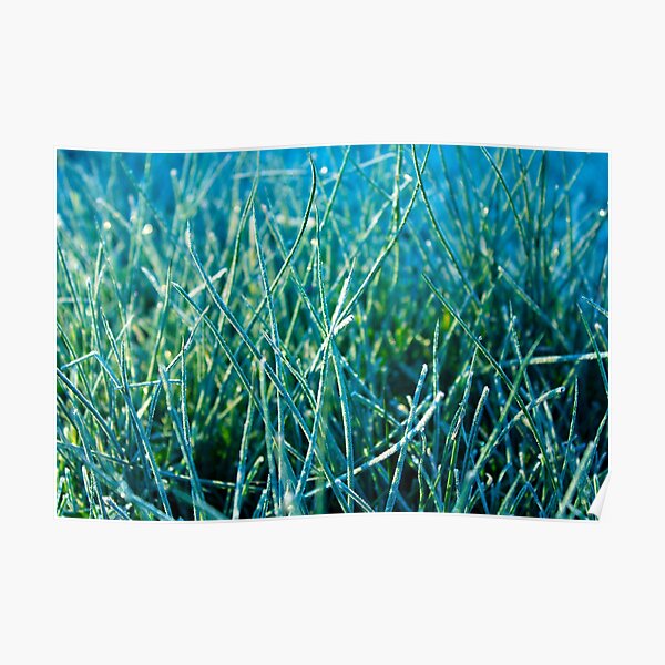 Fresh Grass Poster