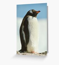 Gentoo Penguin Greeting Card