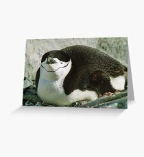 Chinstrap Penguin Greeting Card