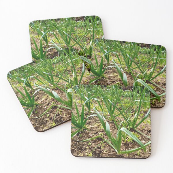 Item preview, Leeks in vegetable garden designed and sold by Gaspar Avila.