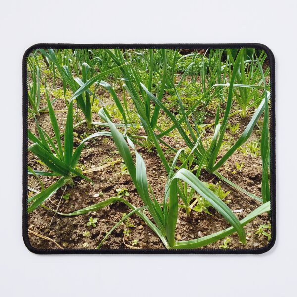 Item preview, Leeks in vegetable garden designed and sold by Gaspar Avila.