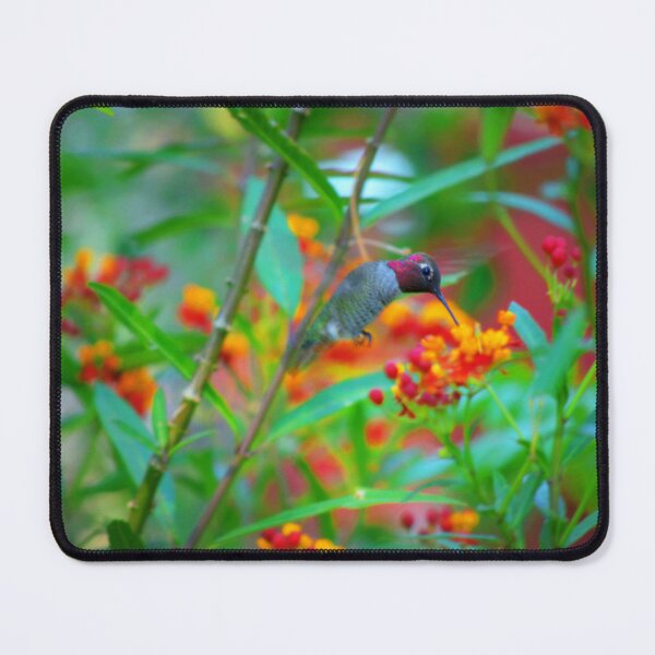 Item preview, Male Anna's Hummingbird and Milkweed designed and sold by K D Graves Photography.