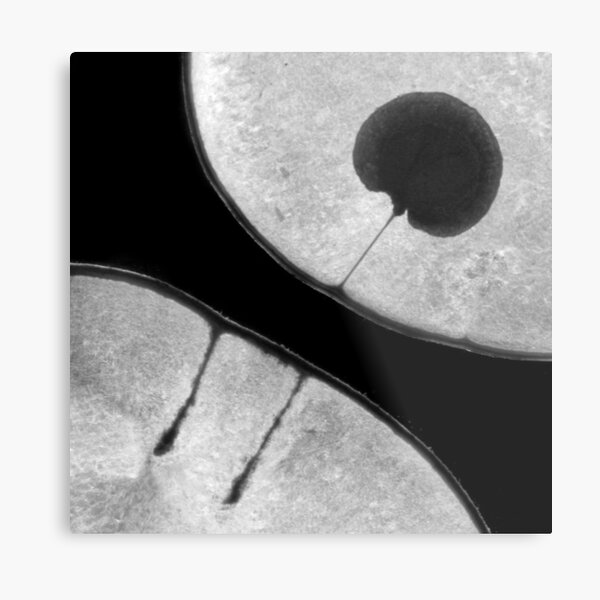 Honesty Metal Print