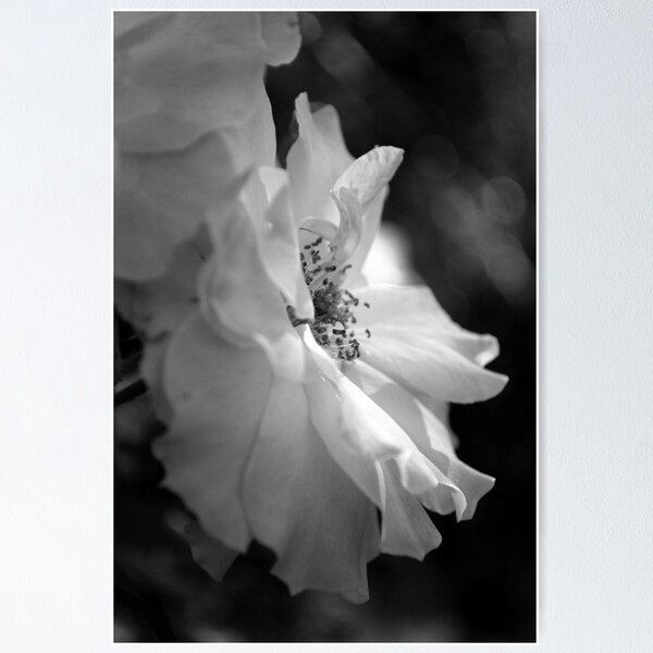 Item preview, Gentle Hope designed and sold by Lozzar Flowers & Art.