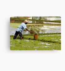 Water Farmer Canvas Print