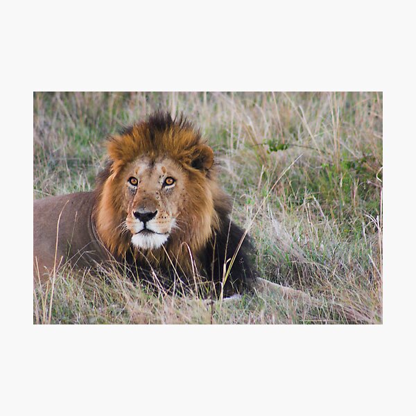 Item preview, The King of the Jungle designed and sold by Ryan Jennings.