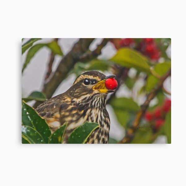 Item preview, Redwing designed and sold by MikeSquires.