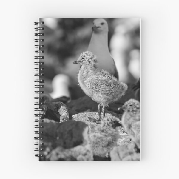Item preview, Ring-billed gulls 2016-1 designed and sold by Thomasyoung.