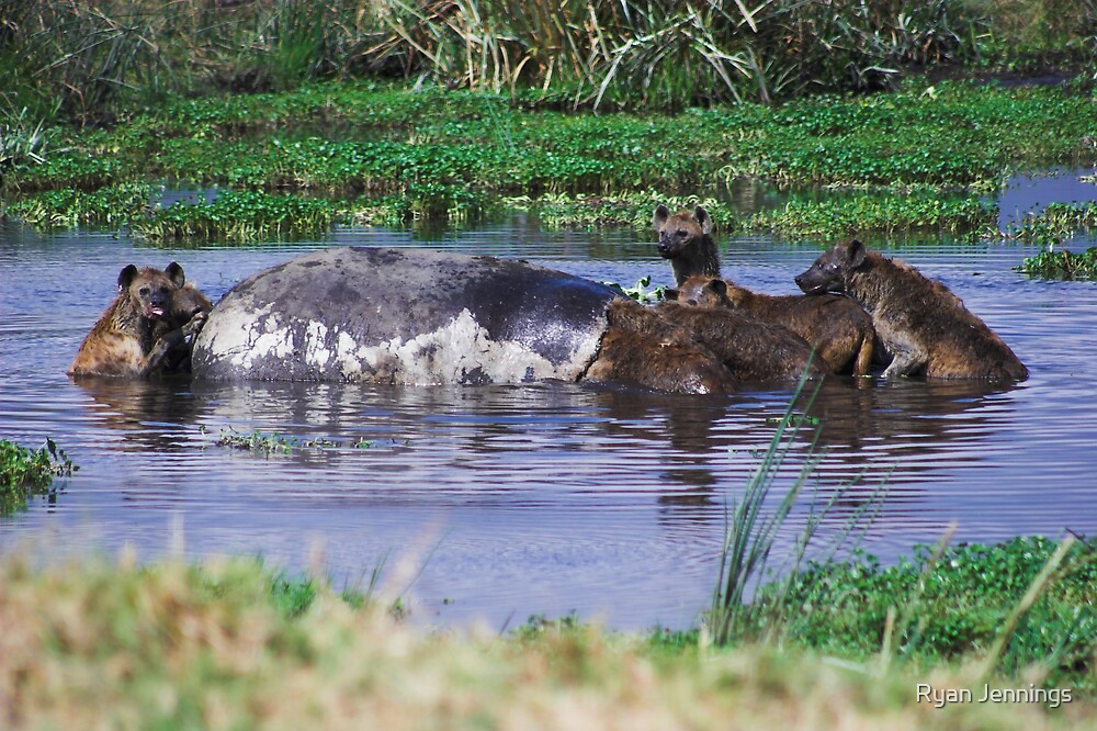 "Hyenas eating a Hippo" by Ryan Jennings | Redbubble