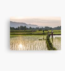 Rice paddies in Khammouane Canvas Print