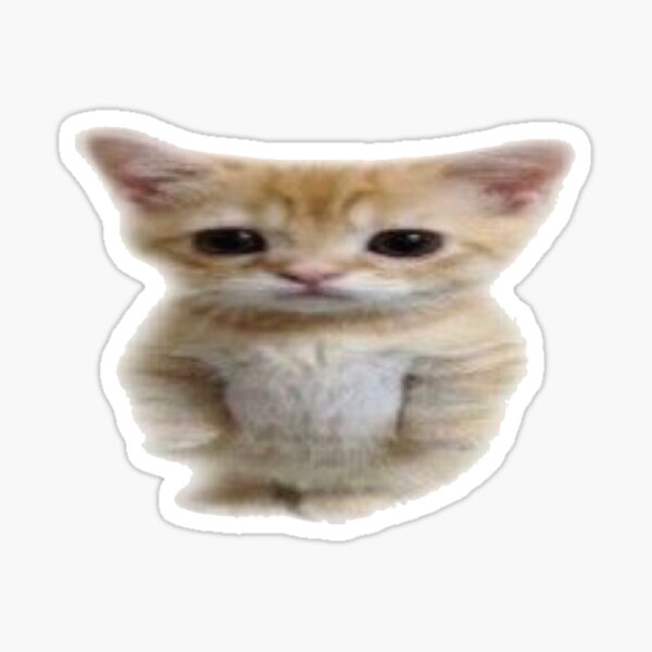 410 Best small standing cat icon meme pfp ideas in 2023