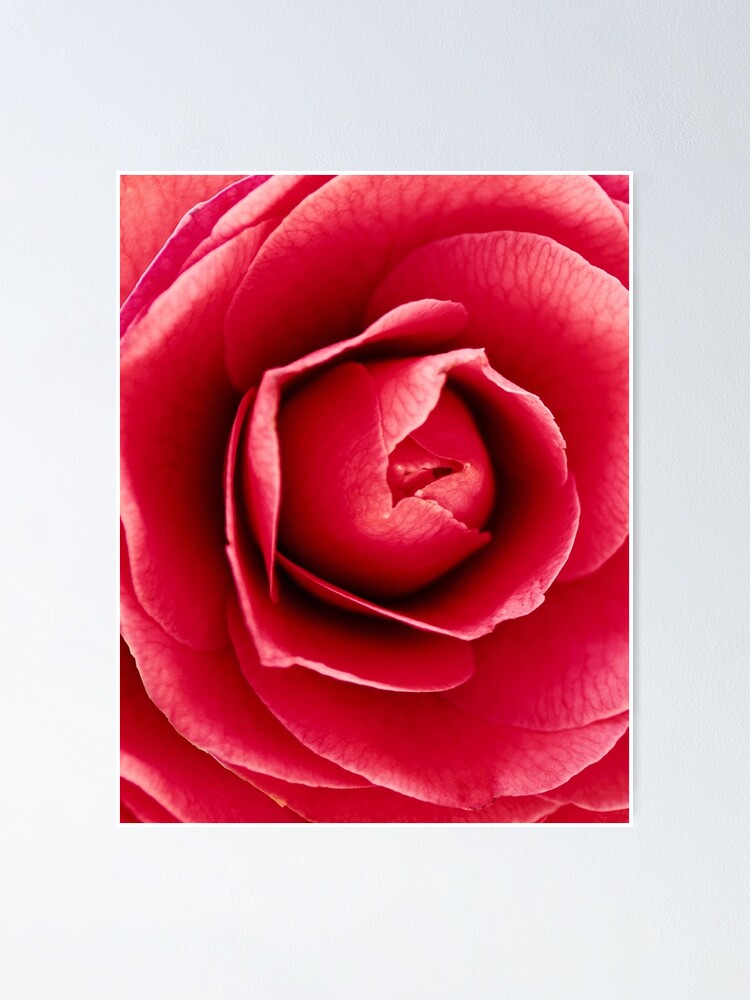 Poster Background of red rose petals 