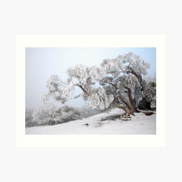 Snowbound Snowgum, Mt Feathertop, Australia Art Print