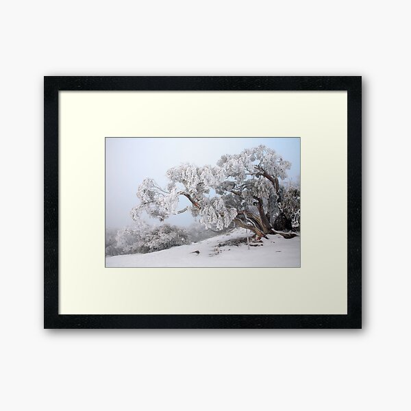 Snowbound Snowgum, Mt Feathertop, Australia Framed Art Print