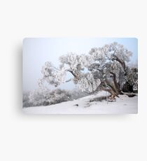 Snowbound Snowgum, Mt Feathertop, Australia Canvas Print