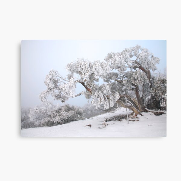 Snowbound Snowgum, Mt Feathertop, Australia Metal Print