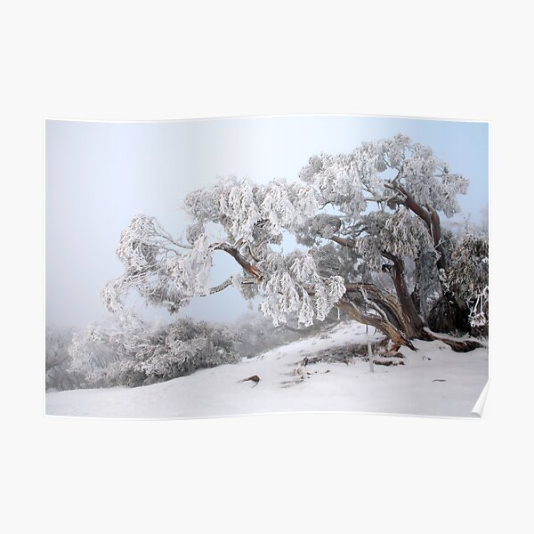 Snowbound Snowgum, Mt Feathertop, Australia Poster